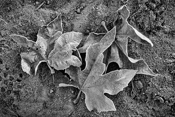Sycamore Leaves and Frost