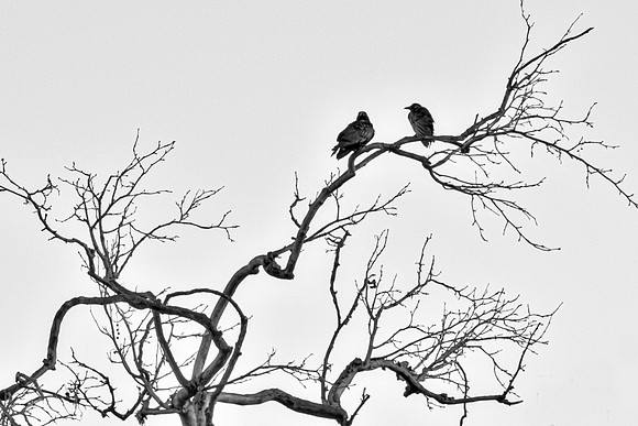 Two Crows