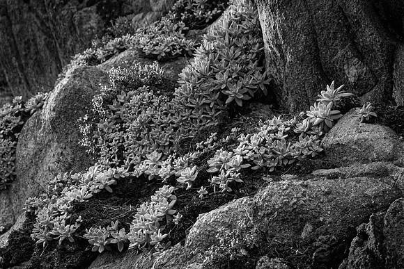 Succulents, Point Lobos