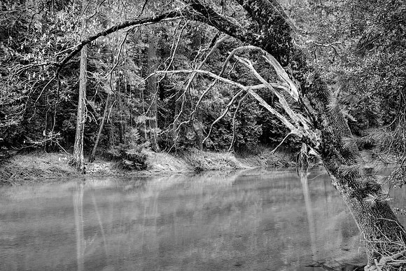 Overhanging Tree, Merced River
