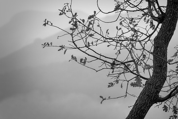 White Oak and Rain
