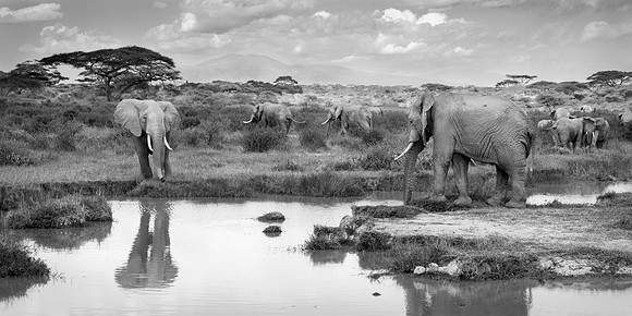 Elephants, Lake Ndutu