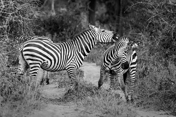 Zebraing Around