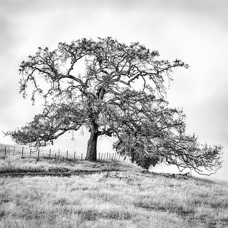 White Oak, Winter